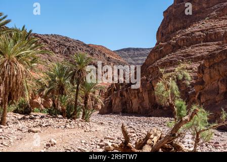 Wandern Sie durch die wunderschöne Landschaft des Draa-Tals in der Nähe des Dorfes Tizgui, Marokko Stockfoto