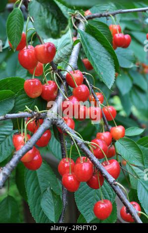 Auf einem Baumzweig, reife rote Beeren, Süßkirsche (Prunus avium) Stockfoto