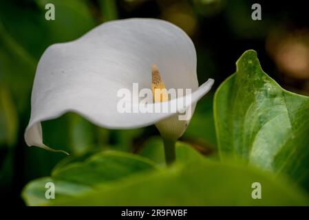 Weiße Blume von Zantedeschia. Zantedeschia ist eine Gattung von acht Arten von Stauden, mehrjährigen, blühenden Pflanzen der Familie Araceae, die in Sou heimisch sind Stockfoto