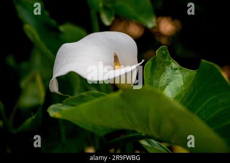 Weiße Blume von Zantedeschia. Zantedeschia ist eine Gattung von acht Arten von Stauden, mehrjährigen, blühenden Pflanzen der Familie Araceae, die in Sou heimisch sind Stockfoto