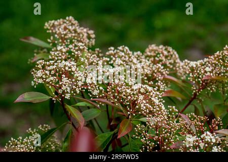 Blume von Photinia fraseri. Die blühende Photinia fraseri, auch bekannt als Photinia mit roter Spitze und Weihnachtsbeere, ist eine der Nothos-Arten in der Rosenfamilie, Rosaceae. Stockfoto