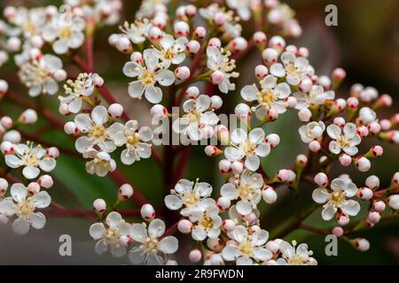 Blume von Photinia fraseri. Die blühende Photinia fraseri, auch bekannt als Photinia mit roter Spitze und Weihnachtsbeere, ist eine der Nothos-Arten in der Rosenfamilie, Rosaceae. Stockfoto
