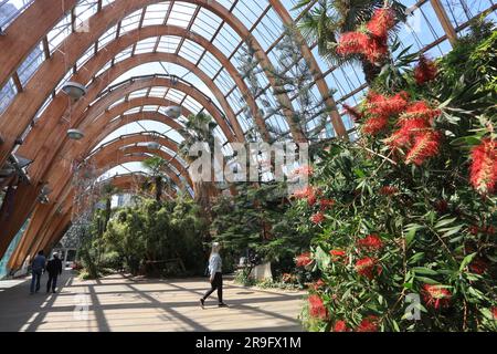 Sheffield Winter Gardens, ein großes, gemäßigtes Gewächshaus in Sheffield, South Yorkshire, ist ein beliebter Ort bei Einheimischen und Touristen in Großbritannien Stockfoto