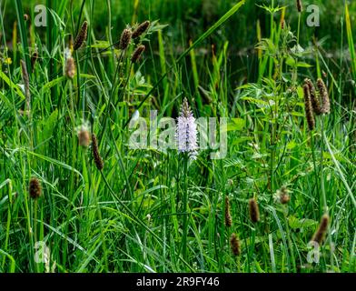 Eine Orchidee im Moorland (Dactylorhiza maculata), die am Ufer des Royal Canal in der Nähe von Cloondara, County Longford, Irland, wächst. Stockfoto