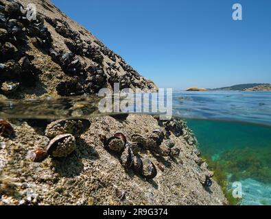 Muscheln und Barnius auf einem Felsen am Ufer, geteilte Sicht über und unter der Wasseroberfläche, Atlantik, Spanien, Galicien Stockfoto