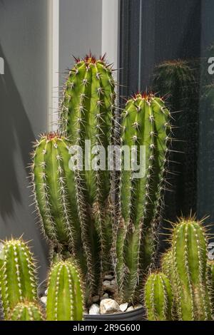 Nahaufnahme von Cereus Kakteen in Töpfen gefüllt mit mehr Kakteen auf einer sonnenüberfluteten urbanen Terrasse Stockfoto