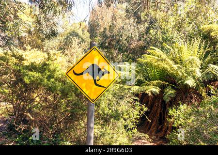 Australian Garden in Ventnor Botanic Garden, Undercliff Drive, Vetnor, Isle of Wight, England, Vereinigtes Königreich Stockfoto