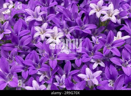 Lila Blume Dalmatinische Bellflower, Campanula portenschlagiana, Nahaufnahme Hintergrund. Violette Glockenblumen im Sommergarten. Stockfoto