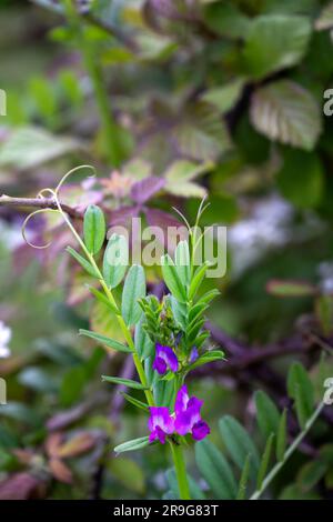 Lila Blüten von Vicia sativa oder Wetch im Frühling Stockfoto