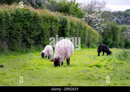 Weiß mit schwarzem Kopf und schwarzen Beinen Schafe mit ihren zwei Lämmern, ein weißes und ein schwarzes Lamm, im Frühjahr Stockfoto