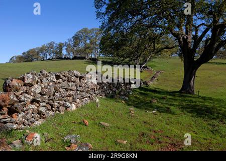 Eine Felswand schlängelt sich entlang einer Eiche und den grünen Hügeln der Ausläufer der Sierra Nevada in Calaveras County, Kalifornien Stockfoto