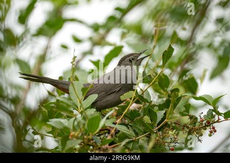 Ein grauer Katzenvogel auf einem Ast in den Sommerbüschen Floridas Stockfoto