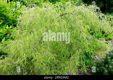 Laubbirke, Betula pendula alias Alba Leaves, Silberbirke, Blattwerk, Birke, Betula pendula „Trost Zwarf“ Stockfoto