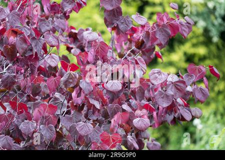 Redbud, Baum, Cercis „Forest Pansy“, Violett, Laub, Cercis canadensis „Forest Pansy“, Juni, Blätter Stockfoto