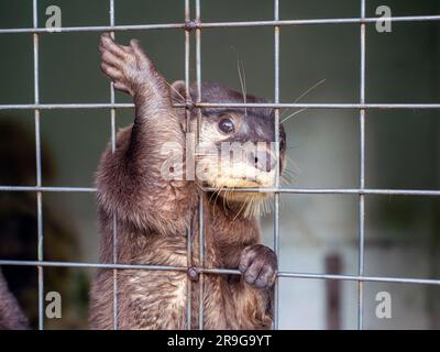 Nahaufnahme süßer Otter (Lutrinae) in einem Zookäfig in Yogyakarta, Indonesien Stockfoto