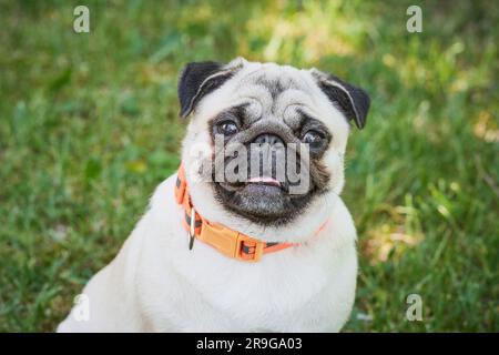 Süßes Hundeporträt auf grünem Gras. Stockfoto