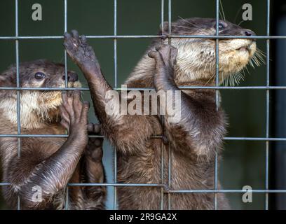 Nahaufnahme süßer Otter (Lutrinae) in einem Zookäfig in Yogyakarta, Indonesien Stockfoto