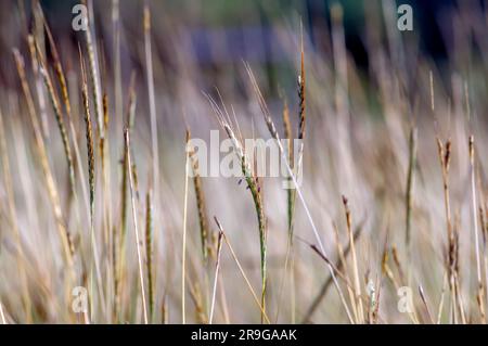 Goldenes Gras, Chloris virgata, Federfingergras, Federgras, ausgewählter Fokus, Für natürlichen Hintergrund und Tapeten Stockfoto