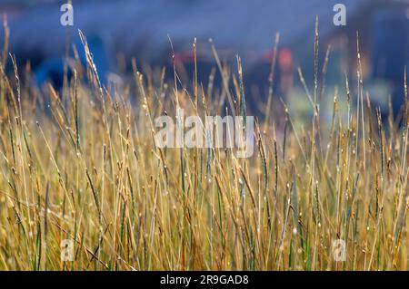 Goldenes Gras, Chloris virgata, Federfingergras, Federgras, ausgewählter Fokus, Für natürlichen Hintergrund und Tapeten Stockfoto