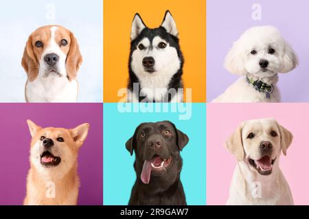 Collage mit verschiedenen Hunden auf farbigem Hintergrund Stockfoto