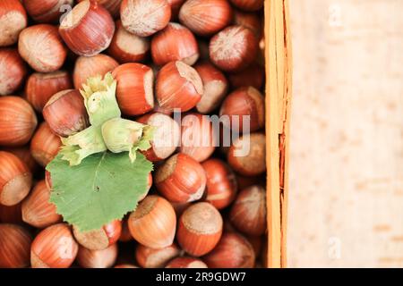 Haselnüsse in einem Korb auf einem Holztisch. Nuss im Überfluss. Gezüchtete organische Haselnüsse. Stockfoto