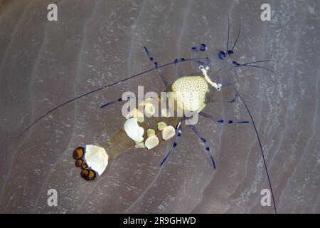 Eine wunderschöne Peacock-tail-Anemone-Garnele, Periclimenes brevicarpalis, hält an ihrer Wirtsanemone auf einem Korallenriff im Komodo-Nationalpark, Indonesien, fest. Stockfoto