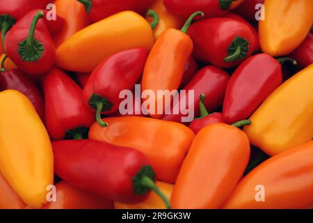 Gelbe und rote scharfe Chili-Paprika als Hintergrund, Nahaufnahme Stockfoto