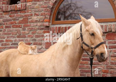 Eine niedliche Katze, die draußen auf einem Pferd in der Nähe eines Ziegelgebäudes sitzt. Hübsches Haustier Stockfoto