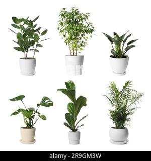 Collage mit verschiedenen Topfpflanzen auf weißem Hintergrund. Einrichtung des Hauses Stockfoto