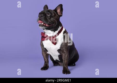 Bezaubernder französischer Bulldog mit Fliege auf lila Hintergrund Stockfoto