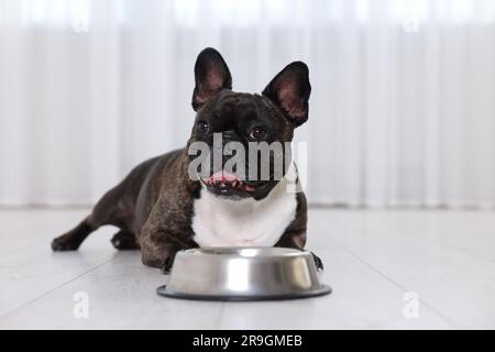 Bezaubernder französischer Bulldog in der Nähe der Schüssel. Hübsches Haustier Stockfoto