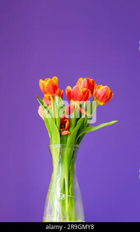 Wunderschöne orangefarbene Tulpen in einer Glasvase auf violettem Hintergrund. Glasvase mit einem Strauß orangefarbener Tulpen auf violettem Hintergrund Stockfoto