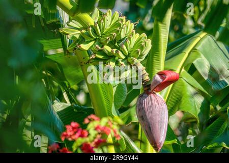 Ein reifender Haufen Mehlbananen, auch bekannt als Bananenkochen, und die große Blume, die am Ende der Spitze wächst. Stockfoto