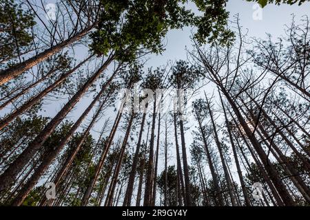 Der Brown County State Park in der Nähe von Nashville, Indiana, USA, ist ein wahres Baumstamm ohne Blätter. Stockfoto
