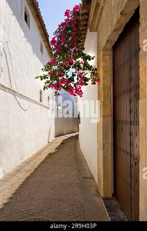 Ein ruhiger, charmanter Pfad durch die Altstadt von Cordoba Spain Stockfoto