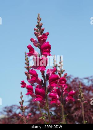 Dunkelrosa Snapdrachen Stockfoto