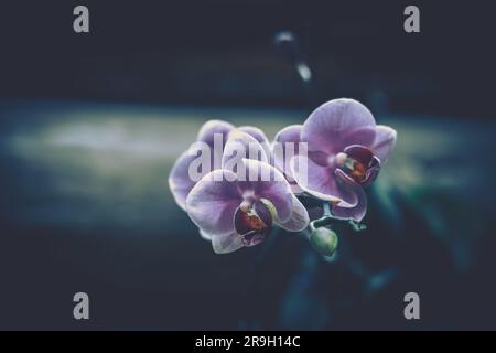 Orchideenblume im Garten; Vintage-Stil Stockfoto