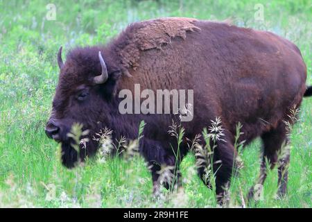 Ein einzelner Bison grast auf Gras Stockfoto