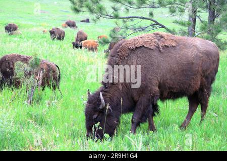 Eine Bison-Herde Stockfoto