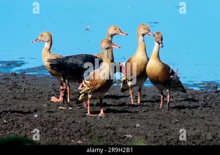 Feuchtgebiete Vögel, Plumed Whistling-Duck, Dendrocygna eytoni, mit Purple Swamphen, Porphyrio melanotus. Stockfoto