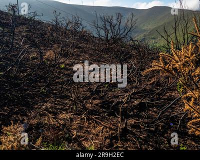 Allande, Spanien. 25. Mai 2023. Verkohlte Bäume und Büsche sind noch immer in der Mitte der Wanderroute zu sehen. Letzten April verbrennt eine neue Welle von Waldbränden Spaniens Asturien. Mehr als einen Monat später wandern Pilger entlang des Puerto del Palo, das eine Klettertour in der Region Asturien ist und auch Teil des Camino Primitivo ist, einer der Caminos de Santiago kann immer noch die sichtbaren Schäden an Bäumen und Feldern beobachten. Man geht auch davon aus, dass diese Brände das Ergebnis bewusster Aktionen sind. (Foto: Ana Fernandez/SOPA Images/Sipa USA) Guthaben: SIPA USA/Alamy Live News Stockfoto