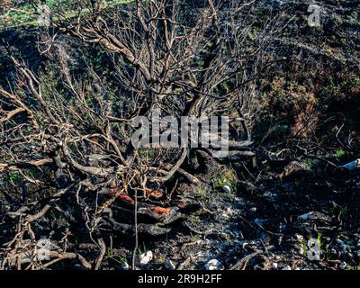 Allande, Spanien. 25. Mai 2023. Ein naher Blick auf einen verkohlten Busch in der Mitte eines Wandergebiets. Letzten April verbrennt eine neue Welle von Waldbränden Spaniens Asturien. Mehr als einen Monat später wandern Pilger entlang des Puerto del Palo, das eine Klettertour in der Region Asturien ist und auch Teil des Camino Primitivo ist, einer der Caminos de Santiago kann immer noch die sichtbaren Schäden an Bäumen und Feldern beobachten. Man geht auch davon aus, dass diese Brände das Ergebnis bewusster Aktionen sind. (Foto: Ana Fernandez/SOPA Images/Sipa USA) Guthaben: SIPA USA/Alamy Live News Stockfoto