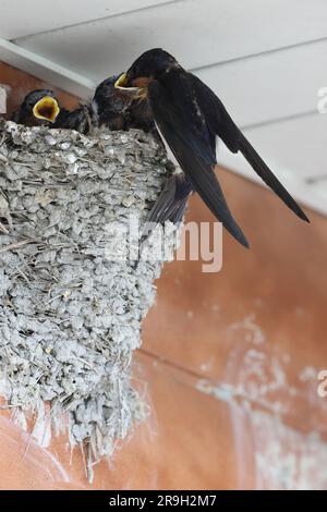Schwalbennester (Hirundo rustica gutturalis) in Japan Stockfoto