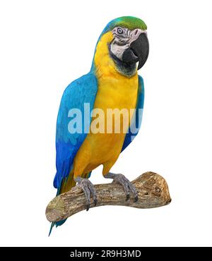 Blauer und gelber Macaw Bird isoliert Stockfoto