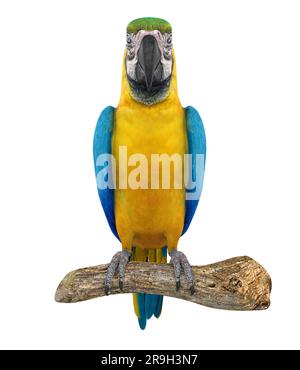 Blauer und gelber Macaw Bird isoliert Stockfoto