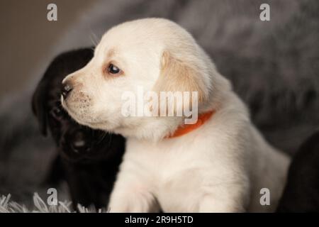 Labrador-Welpen sitzen auf einer grauen Decke, Studiofoto von Hunden Stockfoto