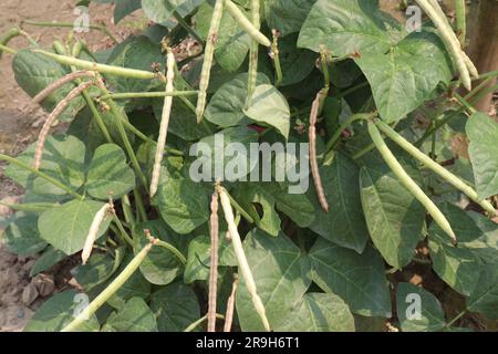 Reife Kuhbohnen auf Bäumen auf dem Hof für die Ernte sind Barernten Stockfoto