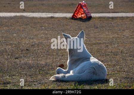 Der weiße Hund liegt in der Herbstsonne auf dem Gras Stockfoto