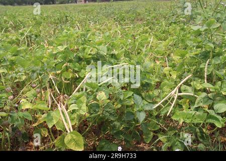 Reife Kuhbohnen auf Bäumen auf dem Hof für die Ernte sind Barernten Stockfoto