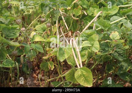 Reife Kuhbohnen auf Bäumen auf dem Hof für die Ernte sind Barernten Stockfoto
